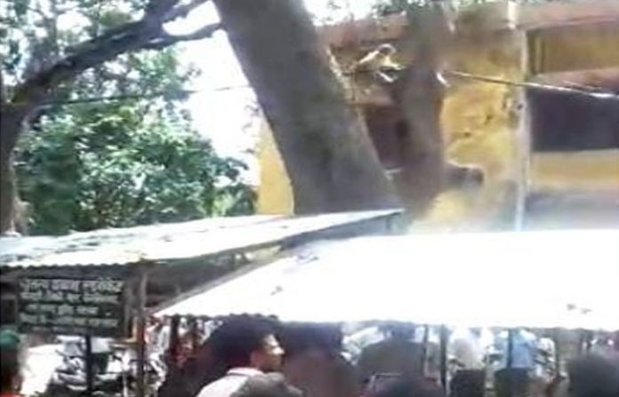 monkey5
