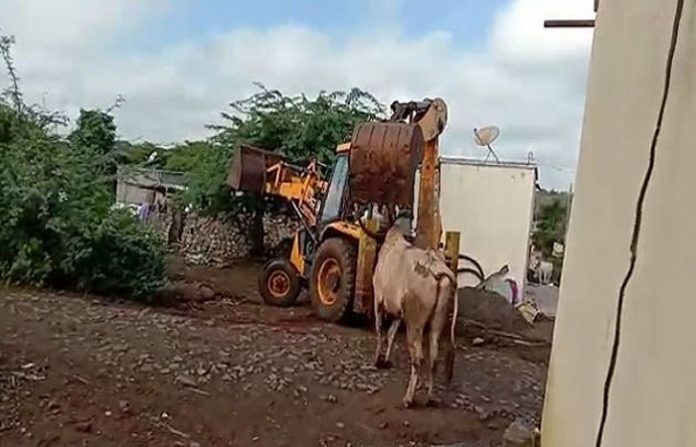 bull-killed-by-jcb