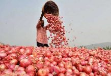 शेतमाल हमी भावाच्या समितीची चार वर्षांत एकही शिफारस नाही; 54 लाख खर्च, बैठकींचे तपशीलही गोपनीय onion-market