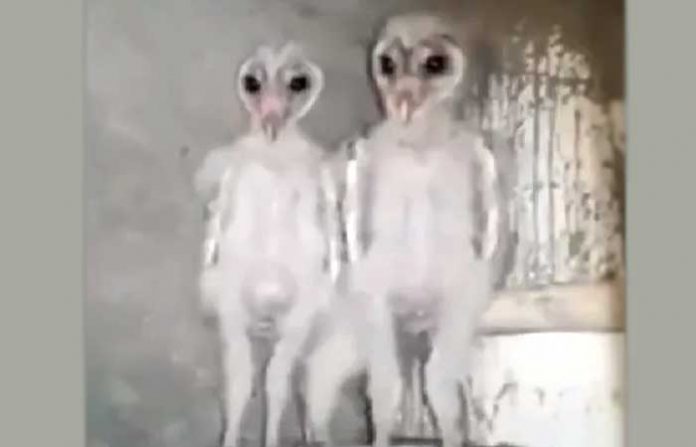 owl