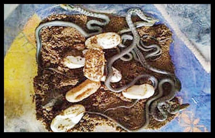 ps-snakes