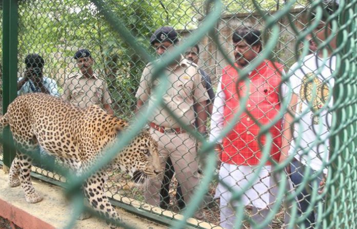 ramdas-athawale-adopt-bhim-leopard-from-borivali-national-park-696x464