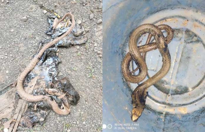 snake