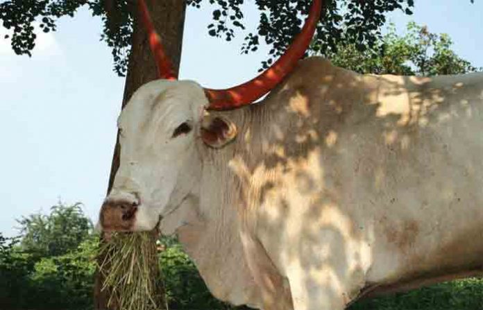 bullock-white