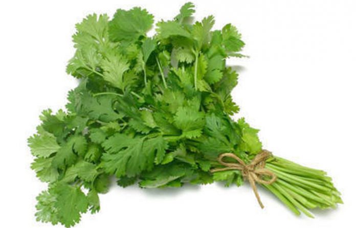 coriander-leaves-500x500