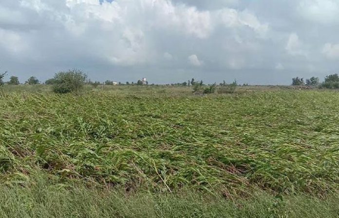 crop-nagar-1