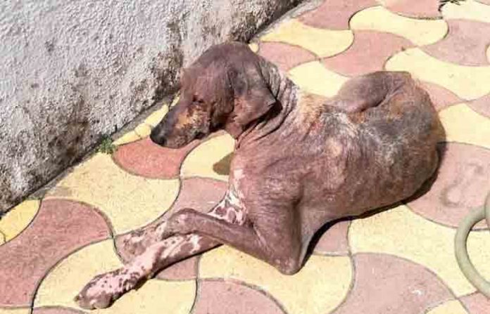 dog-nagar