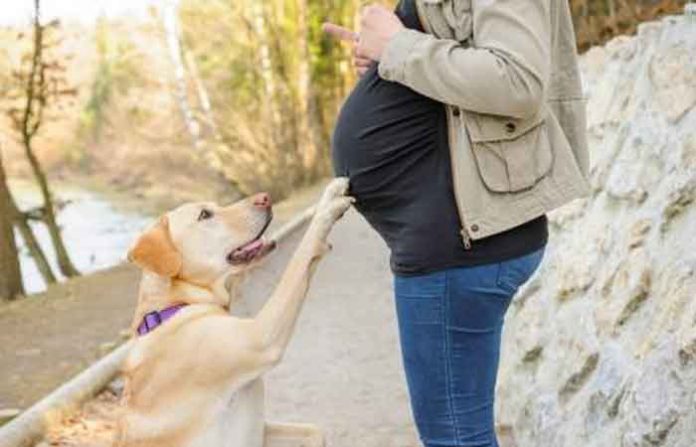 dog-with-pregnant-woman