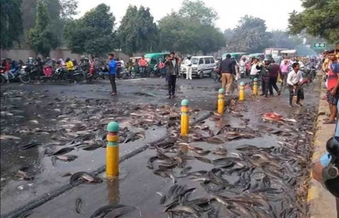 fish-kanpur
