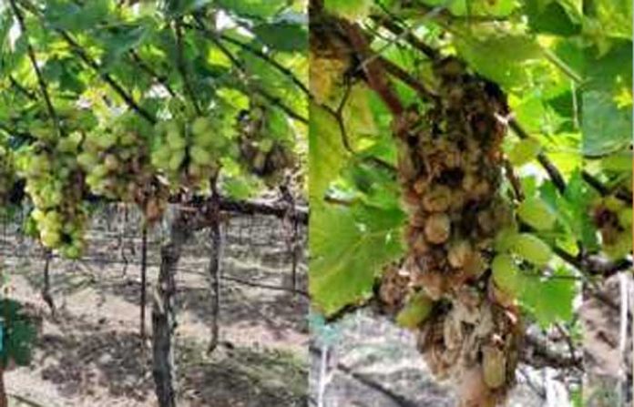 grapes