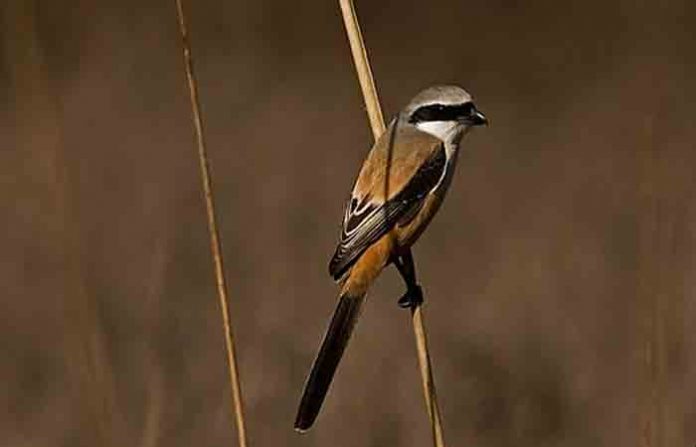 khatik-bird