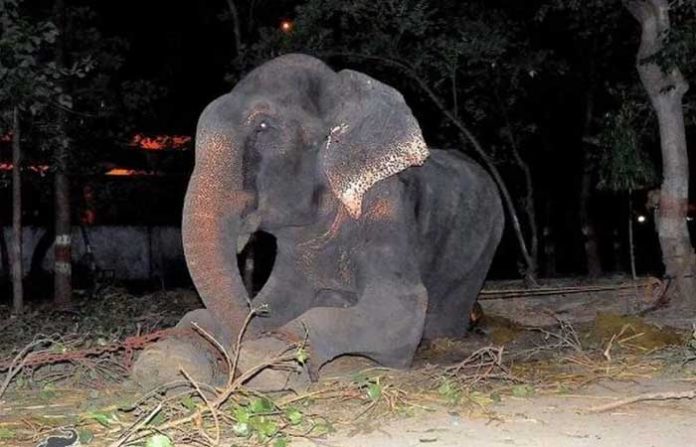 laden-elephant