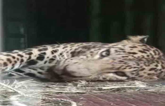 leopard