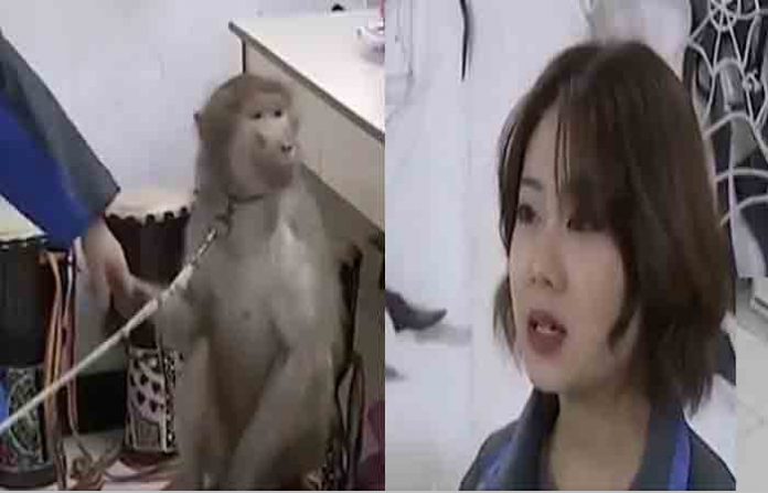monkey-2