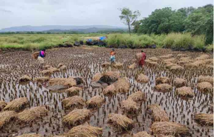 raigad-rice-crop-1