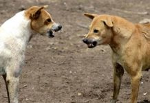 गोरेगावात भटक्या श्वानांचा हैदोस, नागरिकांमध्ये घबराट, श्वानांचा वेळीच बंदोबस्त करा; शिवसेनेची मागणी