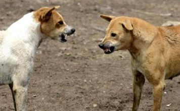 मुंबईत एका वर्षात 1 लाख 28 हजार नागरिकांना कुत्रे चावले