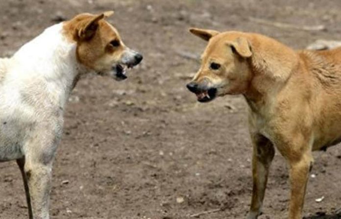 stray-dogs