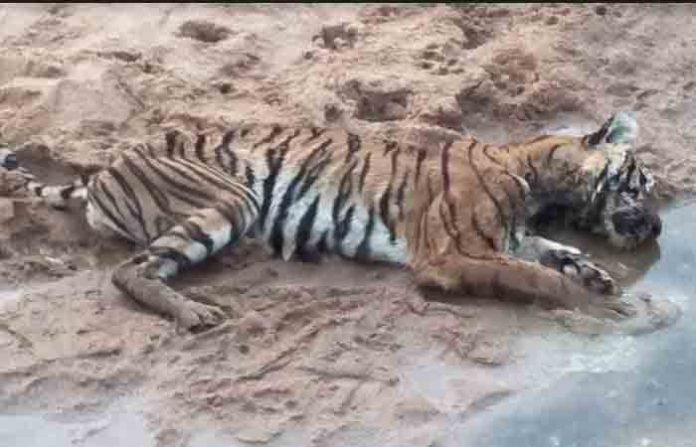 tigress-dead