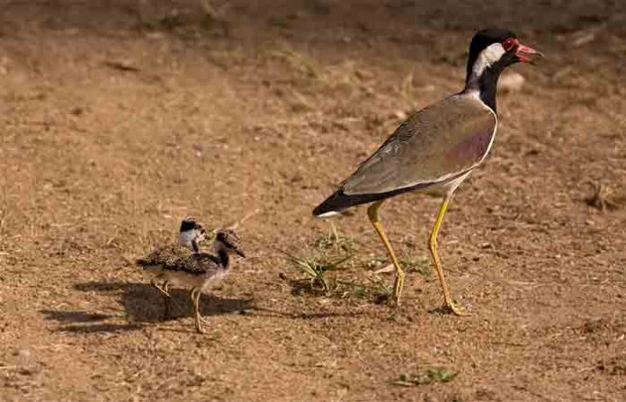 titvi-bird