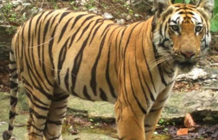 c-one-tiger