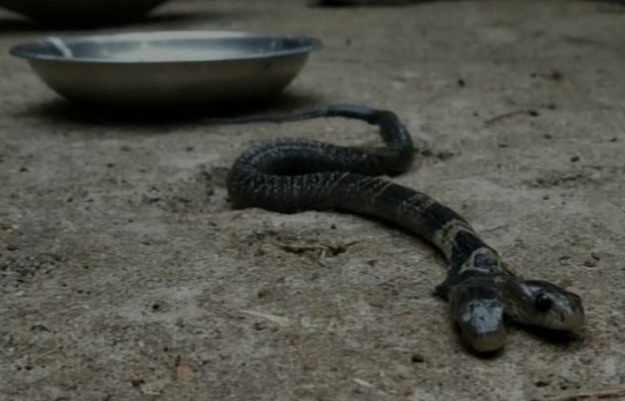 snake