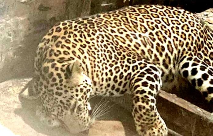 leopard leopard
