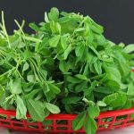 methi-2