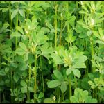 methi-6