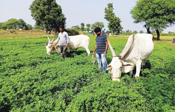 nashik-farmer-problem