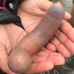 penis-fish