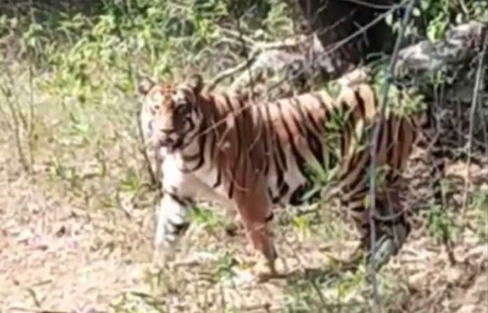 tiger