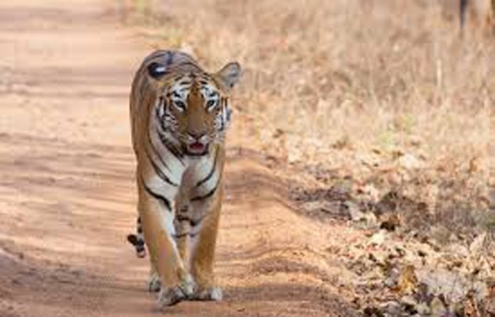 tiger