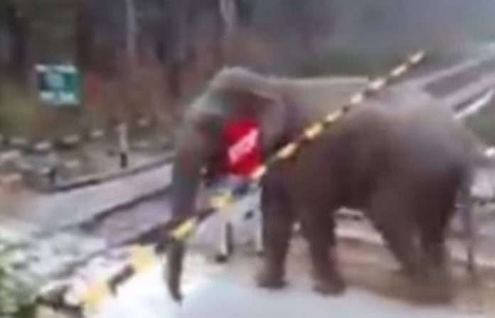 elephant