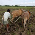 धक्कादायक! महाराष्ट्रात रोज 8 शेतकरी संपवतात जीवन
