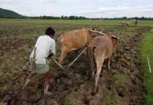 धक्कादायक! महाराष्ट्रात रोज 8 शेतकरी संपवतात जीवन