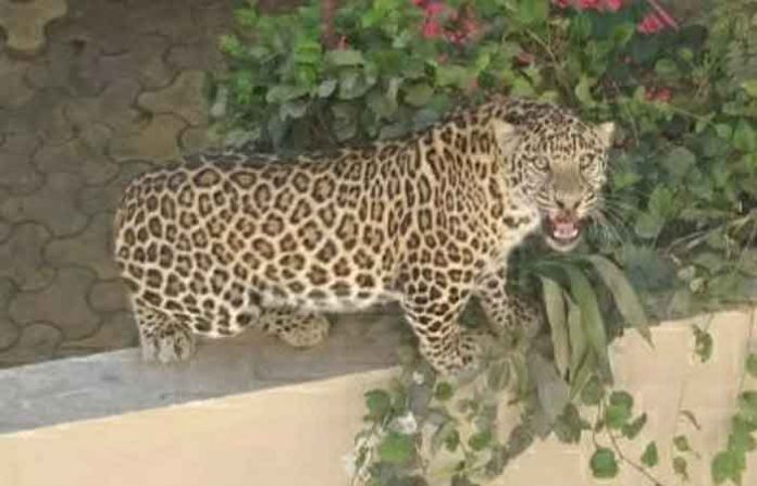 leopard-cidco-aurangabad leopard-cidco-aurangabad
