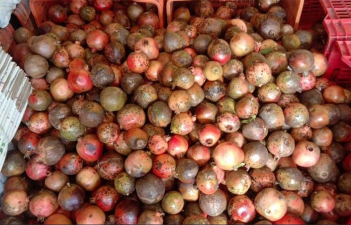 pomegranate-bad