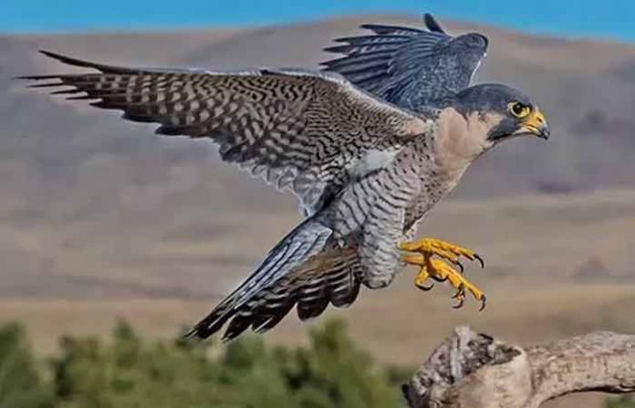 shaheen-falcon