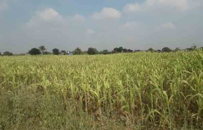 shrigonda-crops