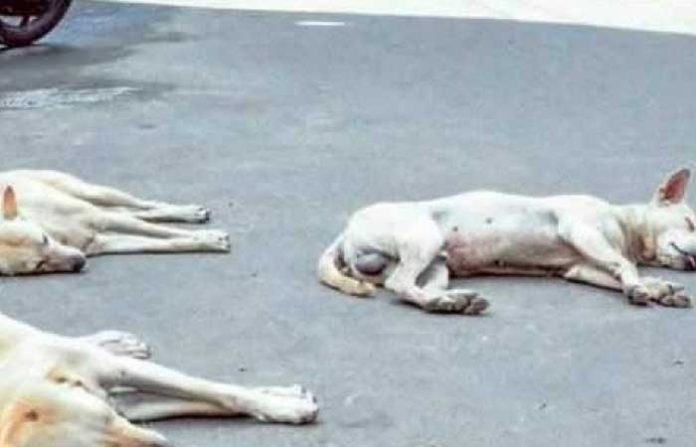 stray-dogs-killed