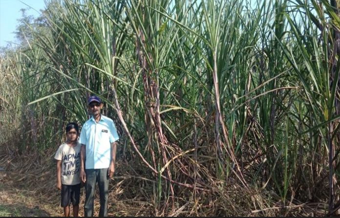 sugar-cane-farmer1
