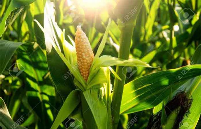 corns