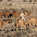 सौदी अरबमध्ये आता उंटाला मिळणार पासपोर्ट