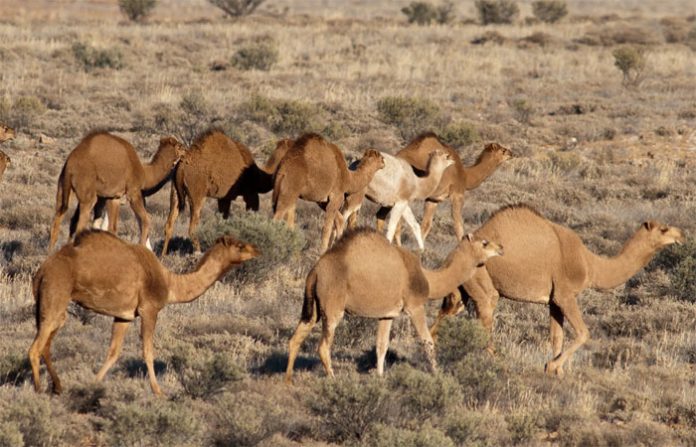 camels-in-australia
