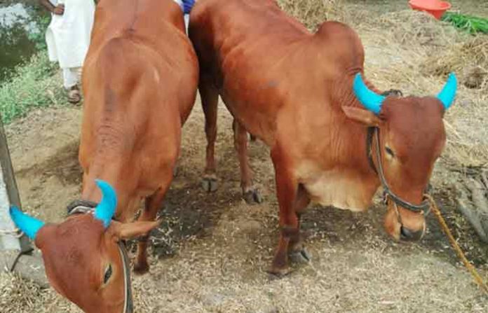 latur-bull