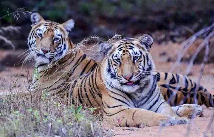 tigar-6