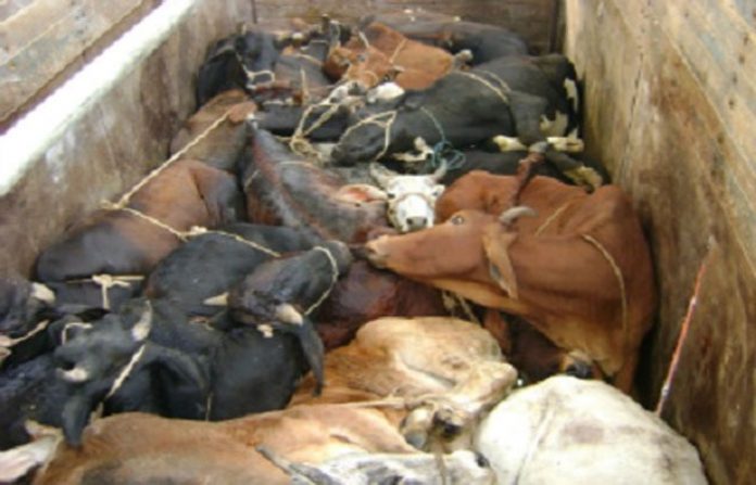 bull-ratnagiri-1