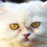 cat5