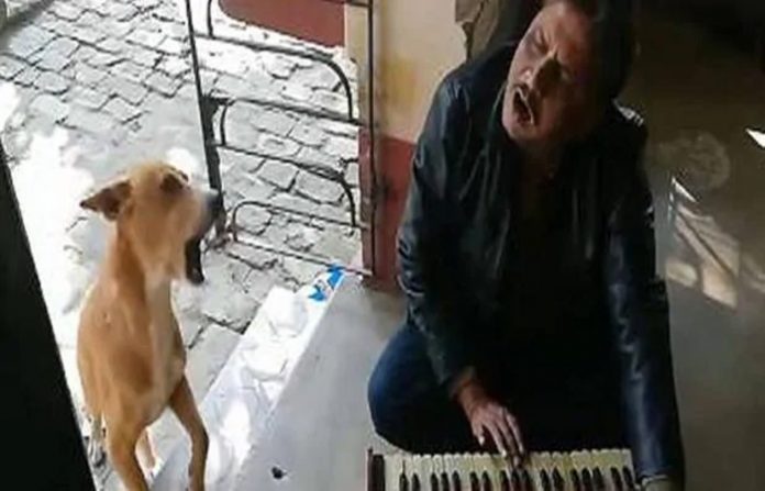 dog